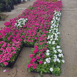 Plantas de Teresita 1/4 plug