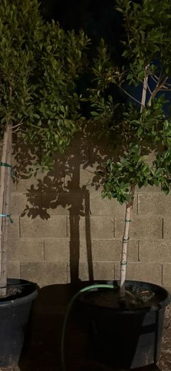 Ficus tree