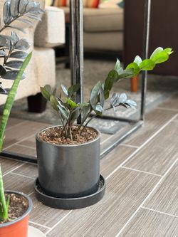 Zz plant in gorgeous pot, 17”x13”