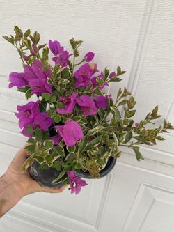 Bougainvillea, Camellina , Veranera , Curazao Variegated Leaves Plant, In 1 Gallon Pot Pick Up Only