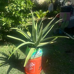 Aloe Vera  Savila