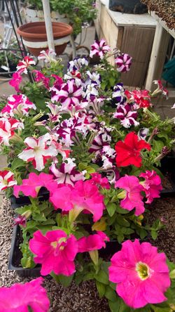 Petunias