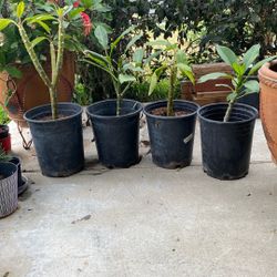 Plumerias