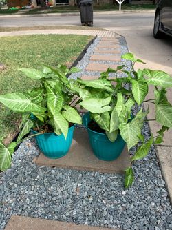 Syngonium Arrowhead Plants in Teal Pots