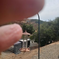 Humming Bird Feeder