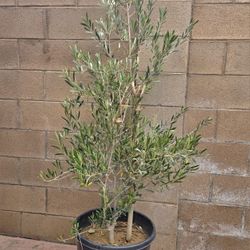 7 Feet Olive Plant 
