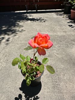 Potted Pink Rose Plant