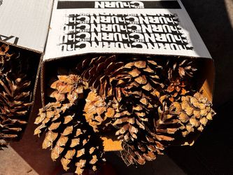 White Pine Cones Large