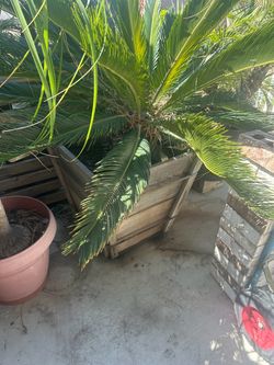 Palm. Tree