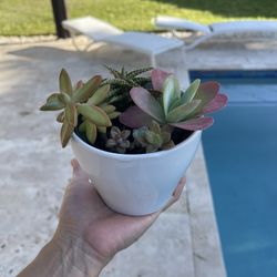  Succulent Plant with White Ceramic Pot