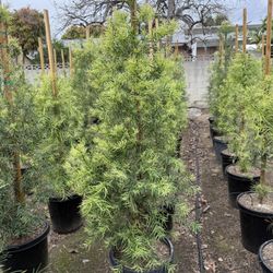 Podocarpus Gracilior (Fern pine) Hedge