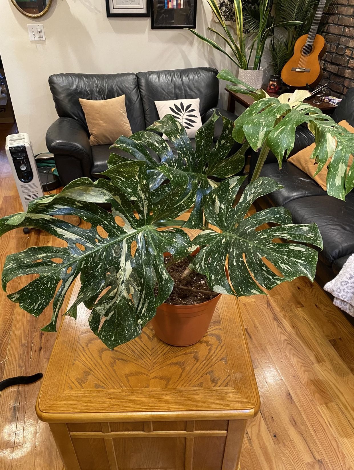 Varigated Monstera Thai Constellation