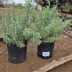 Spanish Lavender Plant