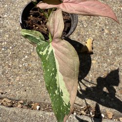 Syngonium Red Spot Tri Color