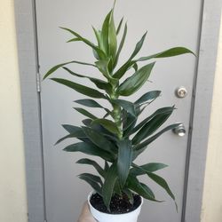 Dracaena House Plant 4” Pot