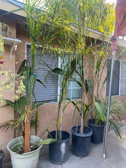 Palm trees
