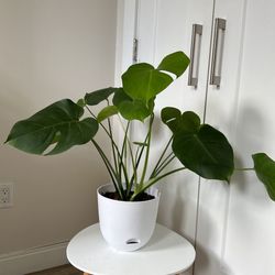 🪴 Monstera deliciosa (Swiss cheese plant ) 🪴 