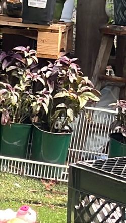 Plants