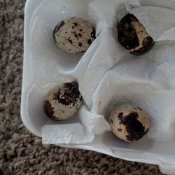 Eggs Quail 