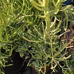 Firestick Succulents