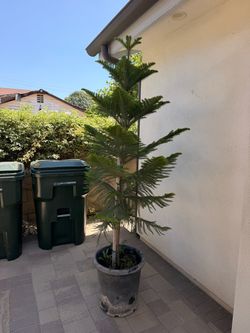 Norfolk Island Pine/ Pino Estrella