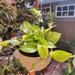 Indoor / Outdoor Hanging Plants 