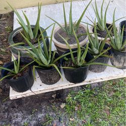 Aloe Vera Plants For Sale