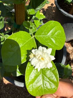 重瓣茉莉花 正开花 ！Arabian  Sambac Jasmine multi-petal flowering and full of buds !