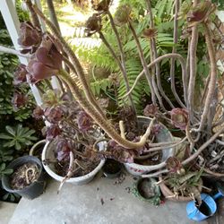 Succulent Plant With Planter