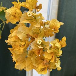 Yellow Flowers Bougainvillea, Camellina, Veranera Outdoor Plant , 5 Feet Tall In 5 Gallóns Pot Pick Up Only