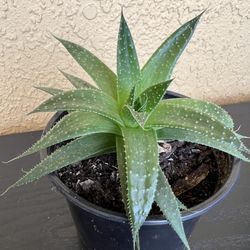 Succulent Plant 🪴 