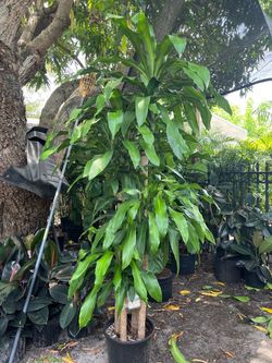 Dracaena mass cane in 7 gls pot. Quadruple. 7 ft tall. SPECIAL PRICE 🤩