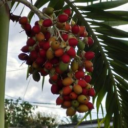 Christmas Palm Berries/Seeds