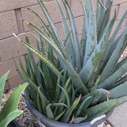 Big Aloe Vera In 17 Gallon Pot. $28/each