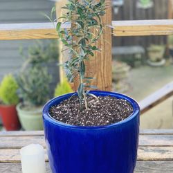 Live indoor or outdoor Olive Tree plant in a ceramic planter pot—firm price