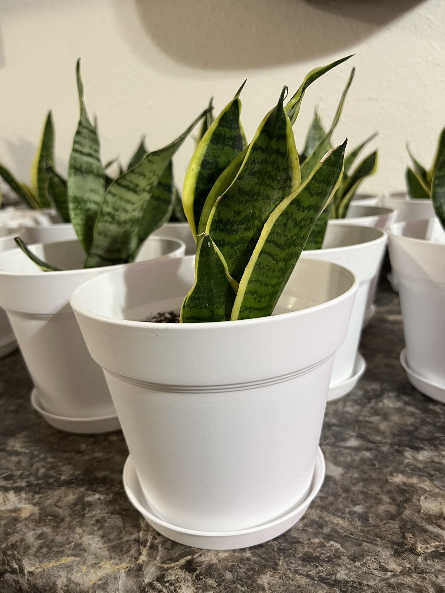 Snake Plant in 6-inch pot