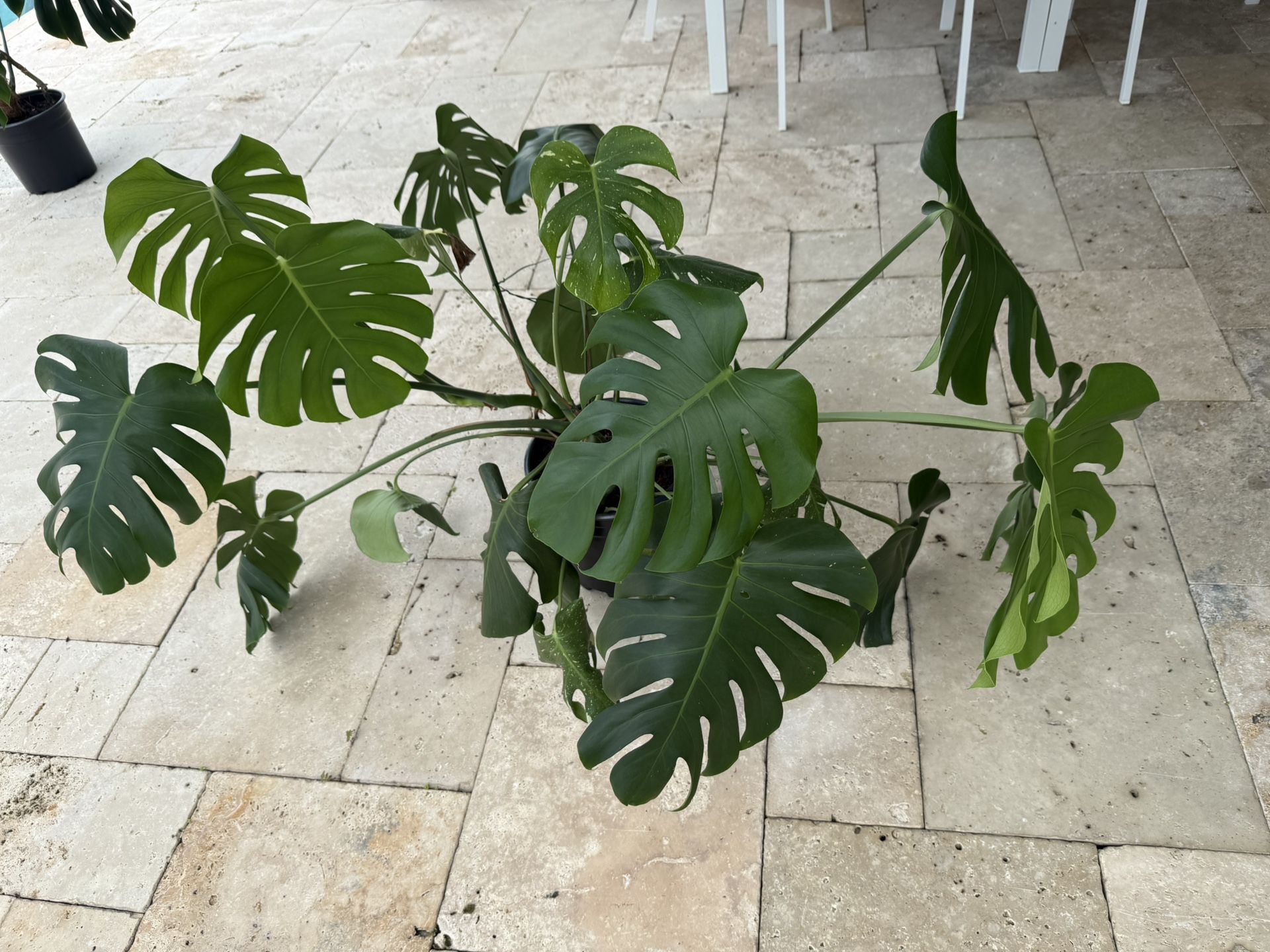 Monstera Swiss Cheese Plant And Monstera Plant (2 Plants In One Pot)