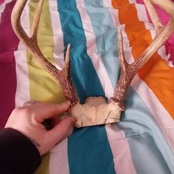 Deer Horn Decoraction 