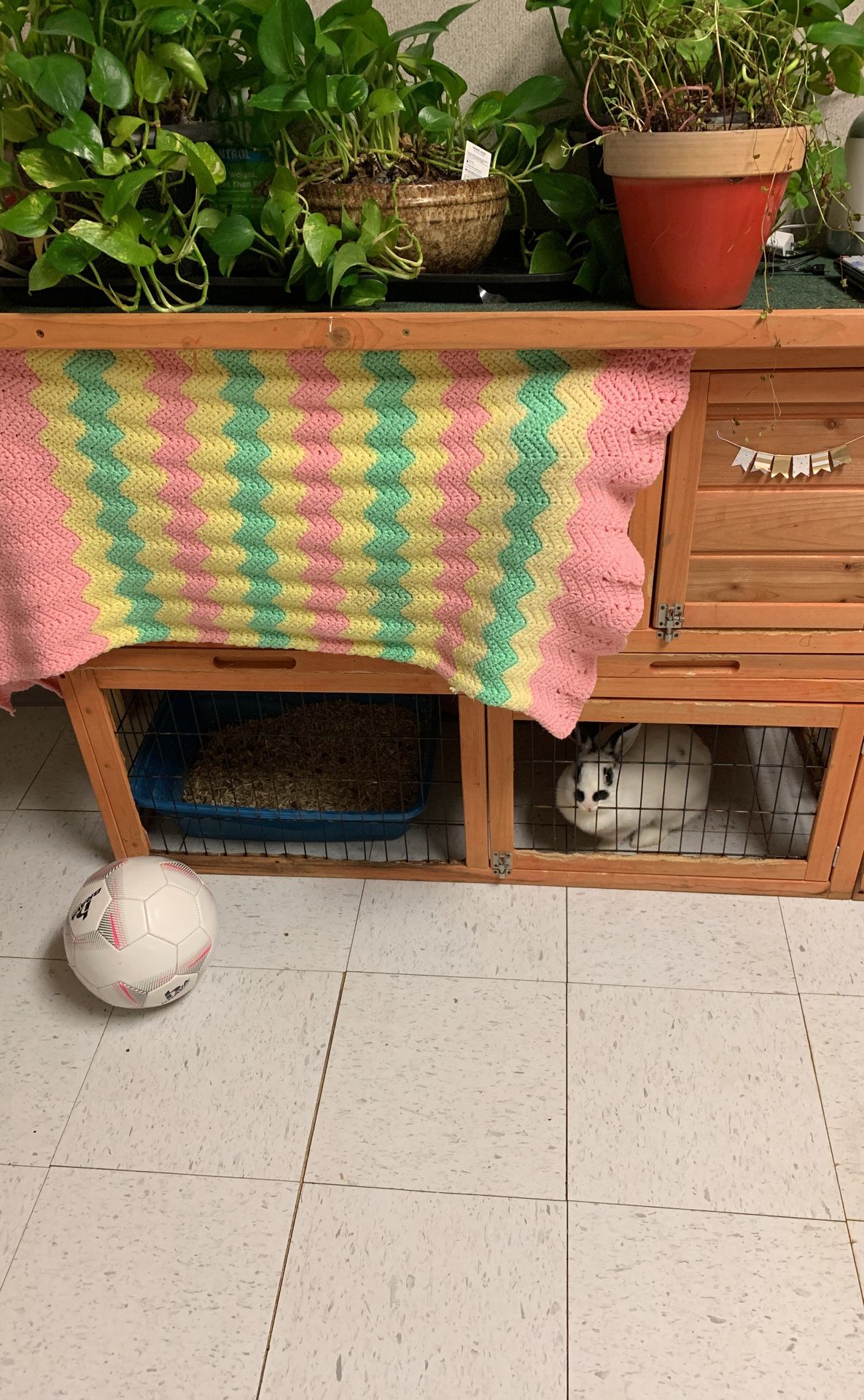 Used bunny cage