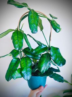 Hoya Globulosa plants