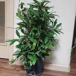 Huge 3 Ft Hoya Pubicalyx Splash House Plant Houseplant 