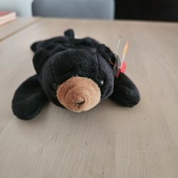 Black Bear