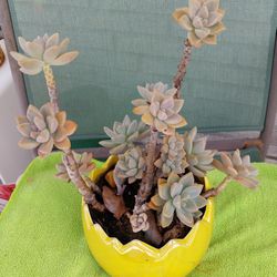 Succulents In Yellow