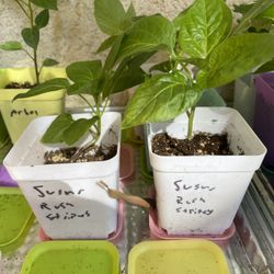 Sugar Rush Stripey Pepper Plants