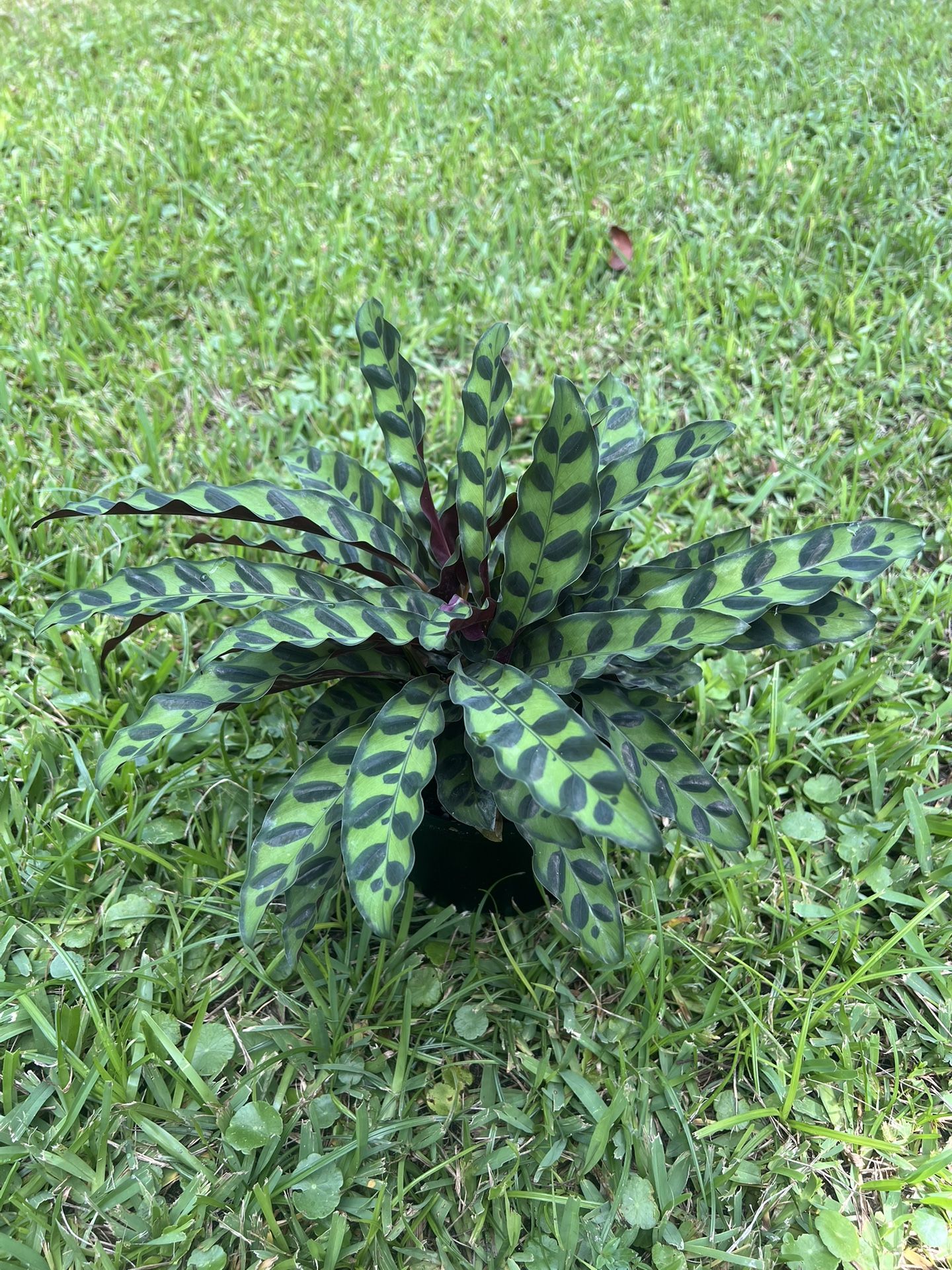 CALATHEA /PRAYER PLANTS (Air Purifying Home or Office) 6” Pot