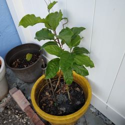 Passion Fruit Plant