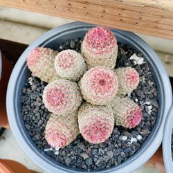 Rainbow Cactus Each $55 Imported