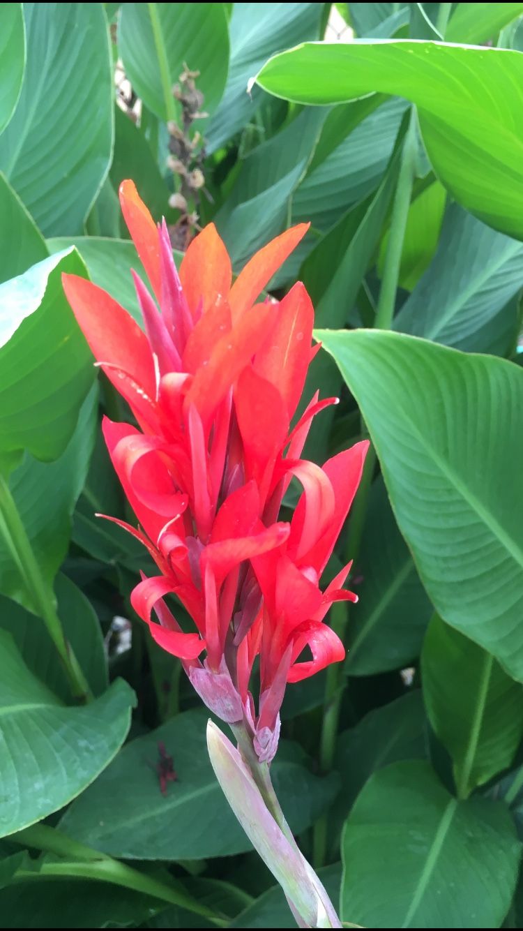 Canna Lily