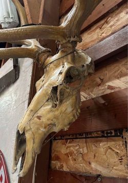 Vintage elk skull elk antlers mount