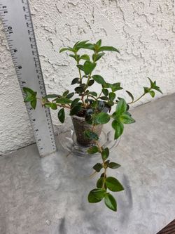 Goldfish Plant